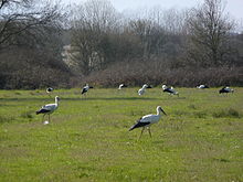 Several black and white birds with long red legs and long red beaks walk in a green grassy area.