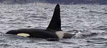 Back and dorsal fin of killer whale projecting above the sea surface, including the grey saddle patch and part of the white eye patch. The dorsal fin rises steeply to a rounded point.