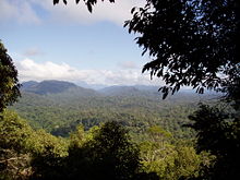 A view over the top of the Taman Negara rainforest