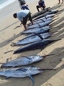 Photo of eight long-nosed fish on the beach