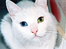 A white cat with one blue and one yellow eye