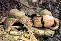 Two light gray-brown flattened sacs with pointy "beaks" on top. The sacs are resting on thick, rough-surfaced fleshy rays that curl downwards and raise the sac above the ground. On the ground are pieces of decaying wood, twigs and leaves.