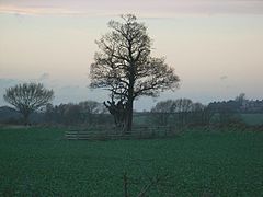 "Lady Oak" - geograph.org.uk - 288259.jpg
