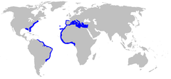 World map with blue shading along the eastern coast of the United States, in the Mediterranean and along the coast of West Africa, and along the eastern coast of South America