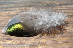A feather showing the brilliant sheen of the Bronzewing Pigeon