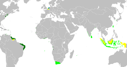 An anachronous map of the Dutch colonial Empire.  Light green: territories administered by or originating from territories administered by the Dutch East India Company; dark green: the Dutch West India Company.