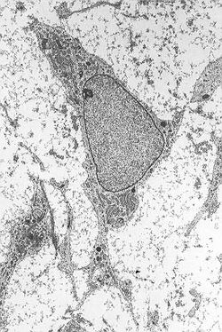 Mesenchymal Stem Cell.jpg