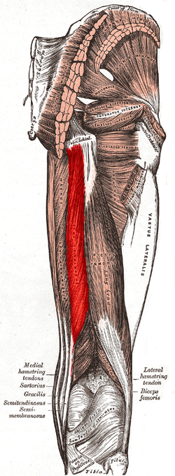 Semitendinosus muscle.PNG