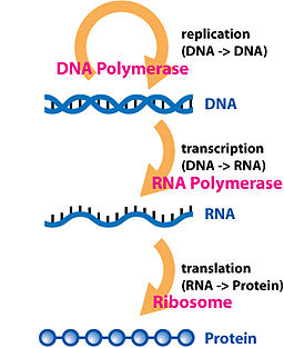 Central Dogma of Molecular Biochemistry with Enzymes.jpg
