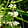Verticillaster inflorescence in lamium alba