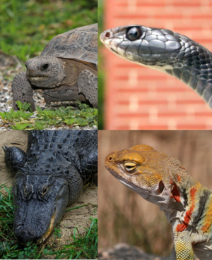 A collage of four reptile images: a gopher tortoise in the upper left corner, a garter snake in the upper right, a collared lizard in the lower right, and an American alligator in the bottom left.