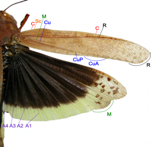 Grasshopper wing structure.png