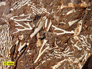 White, abstract branching figures in brown rock.
