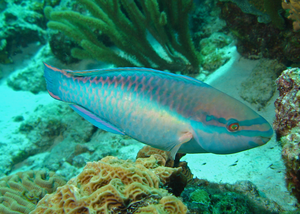 A Princess Parrotfish