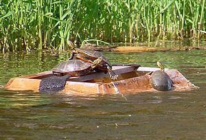A square turtle trap is floating near some reeds. There is a plank across the middle, but open access to a space in the middle otherwise, that three turtles are basking on, one crawling on the other. The outer sides of the trap slope and one turtle is starting to climb out of the water, up onto the trap. It is sunny.