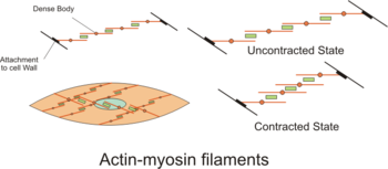 Actin myosin filaments.png