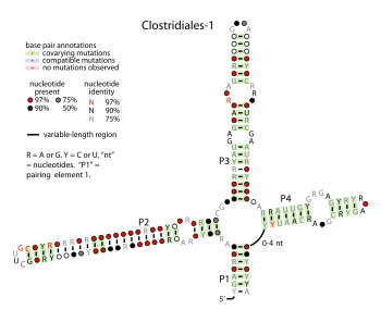 Clostridiales-1-RNA.svg