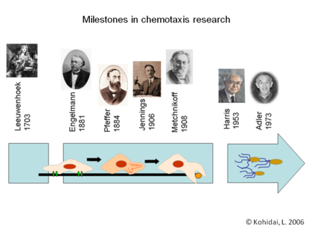 Milestones in chemotaxis research
