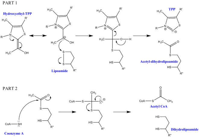 Mechanism for dihydrolipoyl transacetylase.