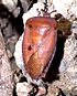 Tessaratoma papillosa adult.jpg