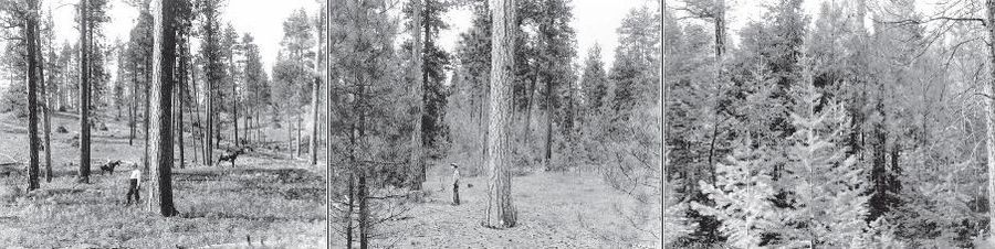 Three photos of the same forest region. The first features a central tree with other trees in the distance. A man and two mounted horses are seen at varying distances behind the central tree. The forest floor features low-lying vegetation such as grasses. The second and third photos feature the same central tree but with increasing amounts of trees in the mid- and foregrounds. The central tree is almost completely blocked from view in the third picture.