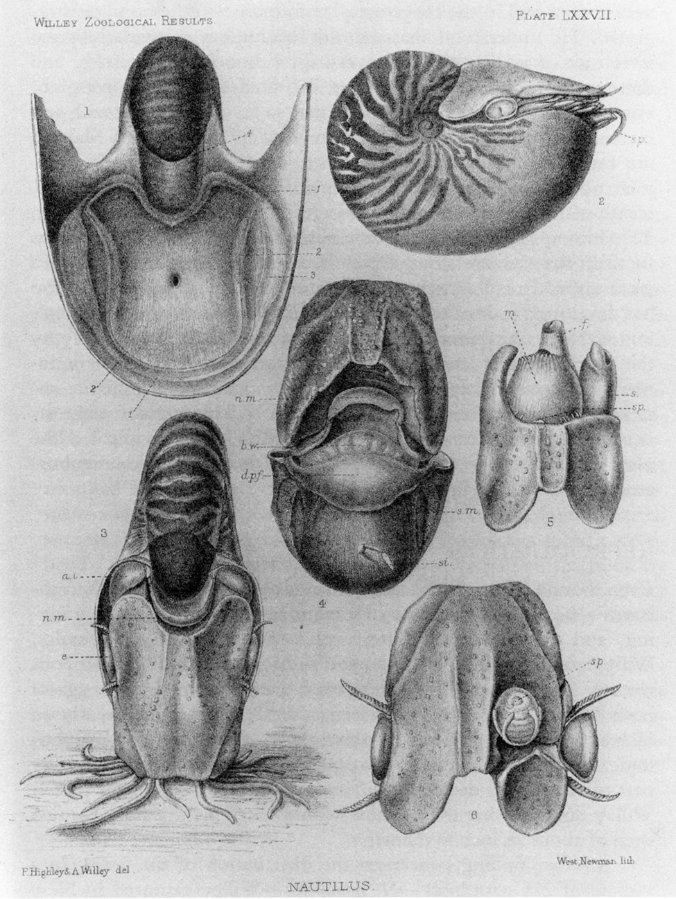 Nautilus Anatomy