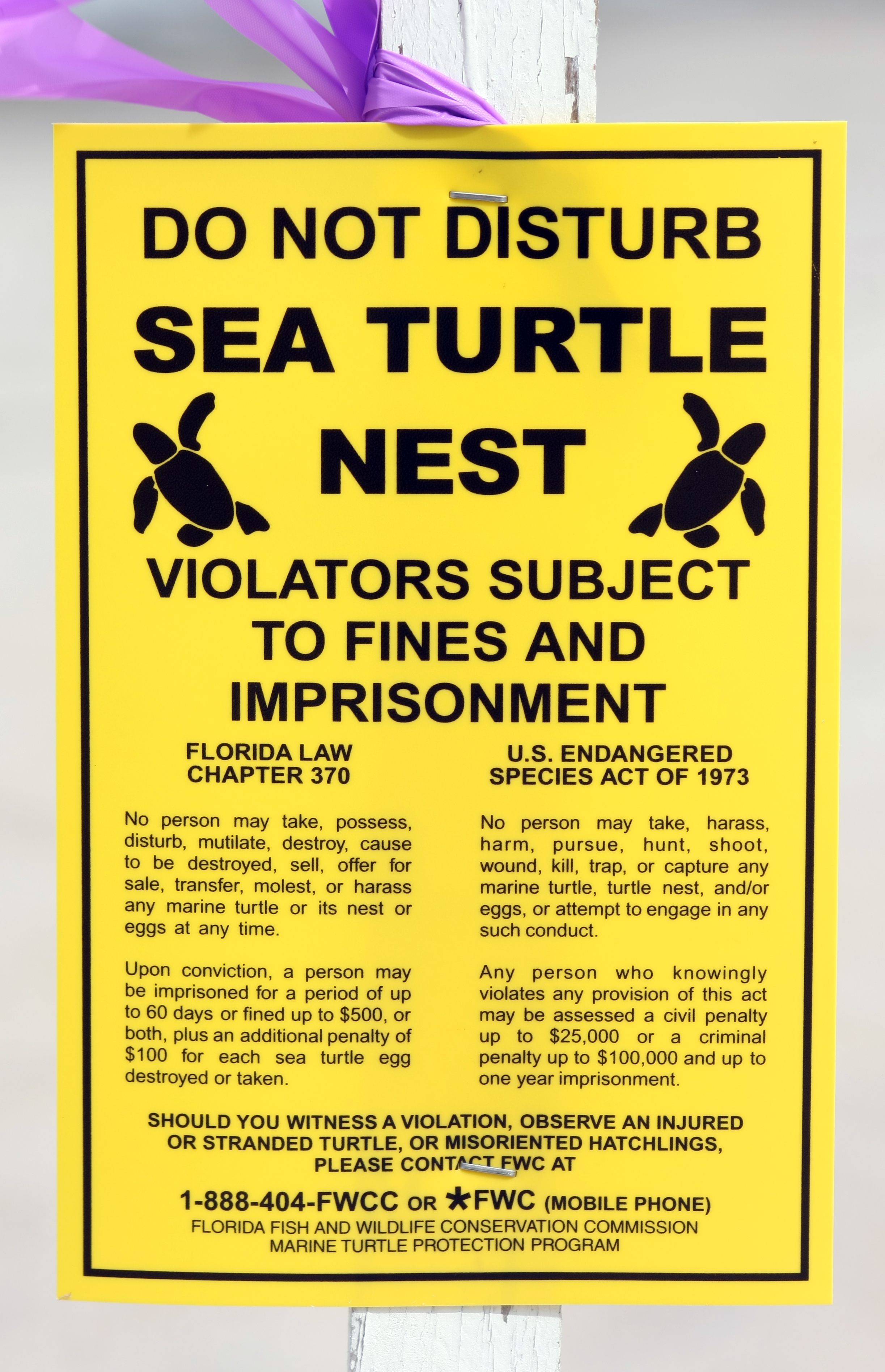 protected turtle nests sarasota florida